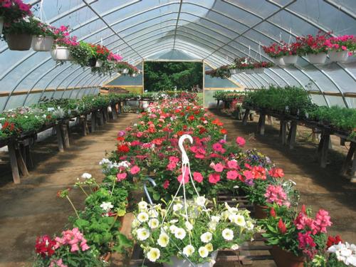 greenhouse flowers