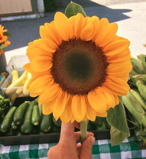 Cut sunflower