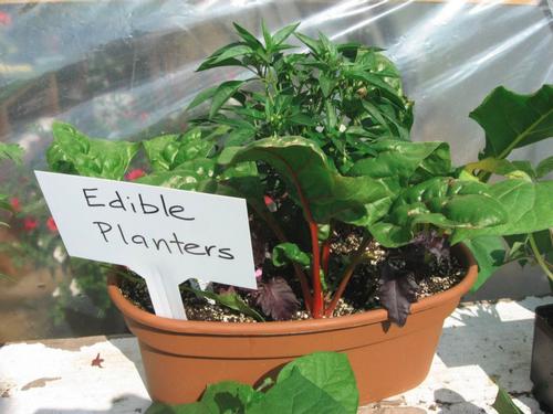edible planters